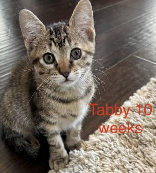 Domestic Short Hair and Tabby Cats Available for Adoption in Frisco, Texas - Tabby L | PetCurious