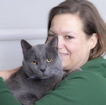 Domestic Short Hair Cats Available for Adoption in Chicago, Illinois - Greyson | PetCurious