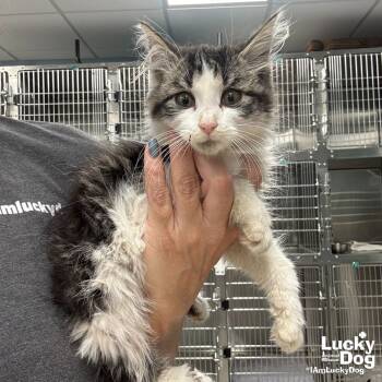 Rescue Domestic Long Hair Cats for Adoption in Washington, District Of Columbia - Churro | PetCurious
