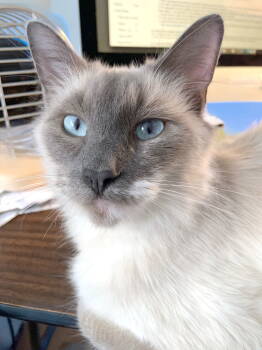 Rescue Siamese Cats for Adoption in Alameda, California - Stormy | PetCurious