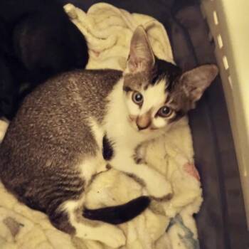 Diego -  Domestic Short Hair Cat for Adoption in West Palm Beach, Florida - Diego | PetCurious