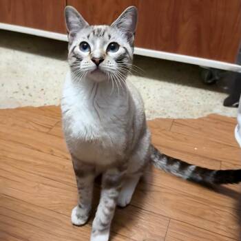 Zero -  Siamese Cat for Adoption in NEW PT RICHEY, Florida - Zero | PetCurious