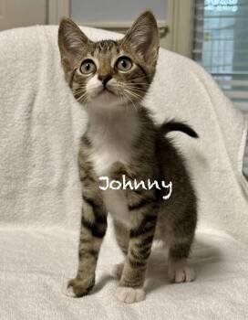 Johnny -  Domestic Short Hair Cat for Adoption in Pawleys Island, South Carolina - Johnny | PetCurious