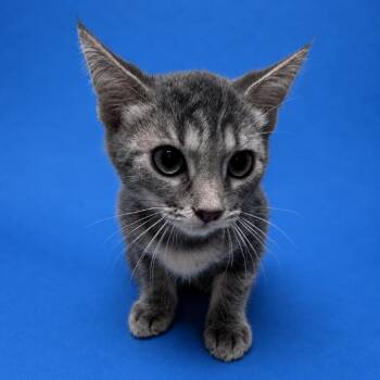 Desiree -  Domestic Short Hair Cat for Adoption in Riverside, California - Desiree | PetCurious