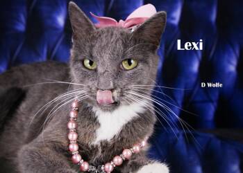 Lexi -  Domestic Short Hair Cat for Adoption in York, Nebraska - Lexi | PetCurious