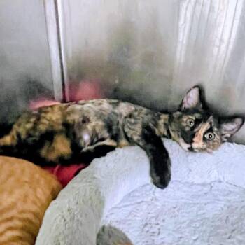 Keely -  Domestic Short Hair Cat for Adoption in Blairsville, Georgia - Keely | PetCurious