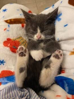 Ryatt -  Domestic Short Hair Cat for Adoption in Duxbury, Massachusetts - Ryatt | PetCurious