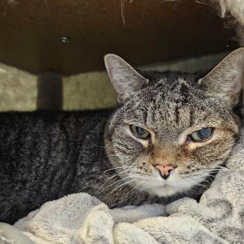 Domestic Short Hair Cats Available for Adoption - Miko | PetCurious