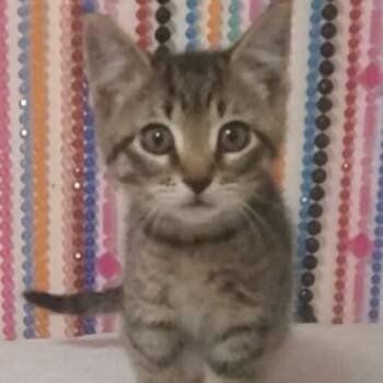 Rescue Domestic Short Hair Cats for Adoption in Estacada, Oregon - Merida | PetCurious