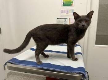 Gizmo From Gremlins -  Domestic Short Hair Cat for Adoption in Kansas City, Missouri - Gizmo From Gremlins | PetCurious