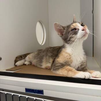 Hershey -  Domestic Short Hair Cat for Adoption in Philadelphia, Pennsylvania - Hershey | PetCurious