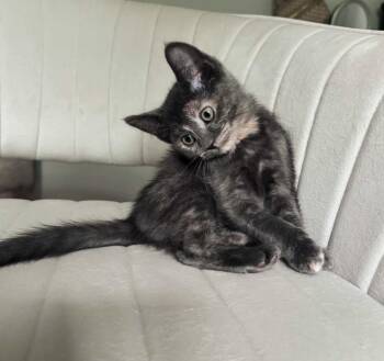 Mizu -  Domestic Short Hair Cat for Adoption in Homer Glen, Illinois - Mizu | PetCurious