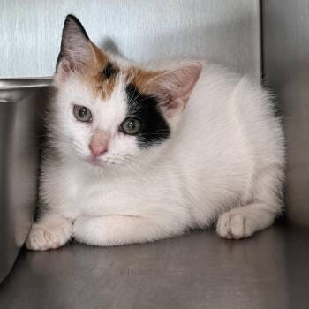Marathon 24 -  Domestic Short Hair Cat for Adoption in Austin, Texas - Marathon 24 | PetCurious