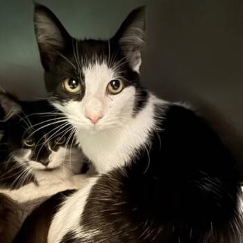 Rescue Domestic Short Hair Cats for Adoption in Lansing, Michigan - Sierra | PetCurious