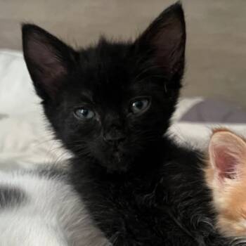 Rescue Domestic Short Hair Cats for Adoption in Westminster, California - Snickerdoodle | PetCurious