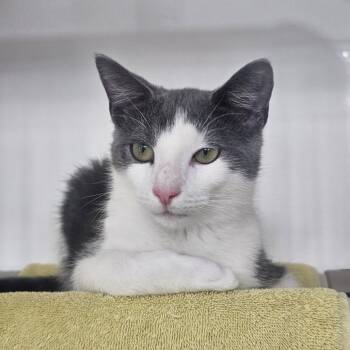 Frank-N-Furter -  Domestic Short Hair Cat for Adoption in Warwick, Rhode Island - Frank-N-Furter | PetCurious