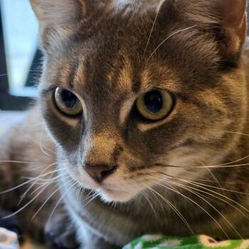 Olive (bonded to Oakley) -  Domestic Short Hair Cat for Adoption in Austin, Texas - Olive (bonded To Oakley) | PetCurious