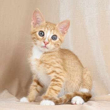 Jordan -  Domestic Short Hair Cat for Adoption in Mobile, Alabama - Jordan | PetCurious