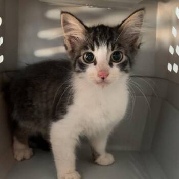 Ivar -  Domestic Short Hair Cat for Adoption in Livingston, Texas - Ivar | PetCurious