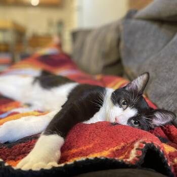 Rescue Domestic Short Hair Cats for Adoption in Stamford, Connecticut - Stunning, Snuggly Santorini | PetCurious