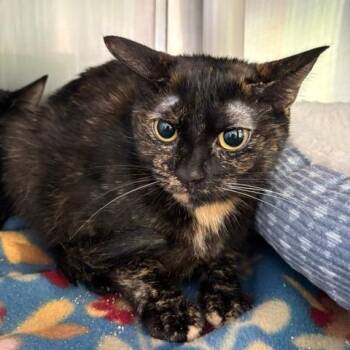 Totoro -  Domestic Short Hair Cat for Adoption in Emporia, Kansas - Totoro | PetCurious