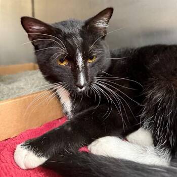 PALINDROME -  Domestic Short Hair Cat for Adoption in St. Louis, Missouri - PALINDROME | PetCurious