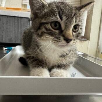 Bibbidi-Bobbidi-Boo -  Domestic Short Hair Cat for Adoption in Pekin, Illinois - Bibbidi-Bobbidi-Boo | PetCurious