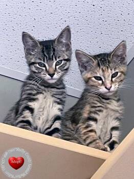 Firecracker -  Domestic Short Hair Cat for Adoption in Sidney, Ohio - Firecracker | PetCurious