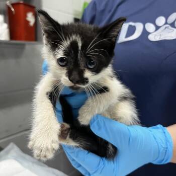 Bessie -  Domestic Short Hair Cat for Adoption in Summerville, South Carolina - Bessie | PetCurious