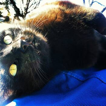 Domestic Short Hair Cats Available for Adoption in Wheaton, Illinois - Rita | PetCurious