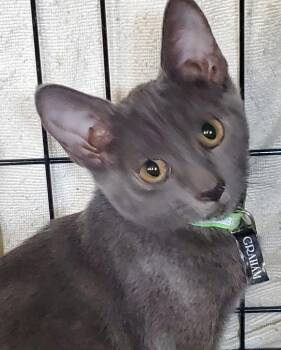 Graham -  Russian Blue and Chartreux Cat for Adoption in Las Cruces, New Mexico - Graham | PetCurious