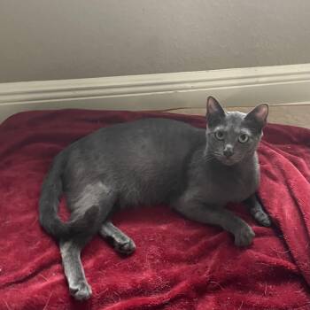 Blair -  Russian Blue Cat for Adoption in Liverpool, Texas - Blair | PetCurious