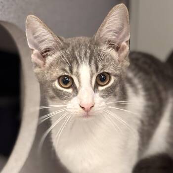 Steve -  Domestic Short Hair and Tiger Cat for Adoption in Batavia, New York - Steve | PetCurious