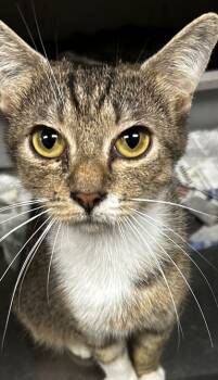 Rescue Domestic Short Hair Cats for Adoption in Spartanburg, South Carolina - Autumn | PetCurious