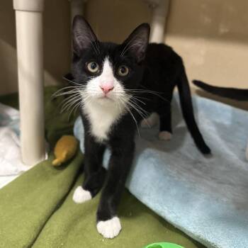 Domestic Short Hair and Tuxedo Cats Available for Adoption - Stevan | PetCurious