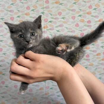 Revlon -  Domestic Short Hair Cat Available for Adoption - Revlon | PetCurious