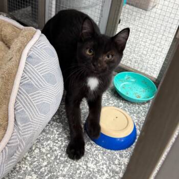 Finn -  Domestic Short Hair Cat for Adoption in Carroll, Iowa - Finn | PetCurious