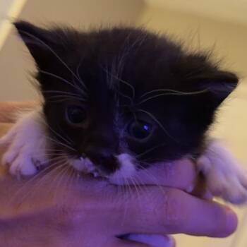 Sandals -  Domestic Short Hair Cat for Adoption in Grantsville, Utah - Sandals | PetCurious