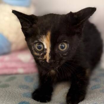 Domestic Short Hair Cats Available for Adoption in West Palm Beach, Florida - Cherry Blossom | PetCurious
