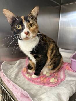 Rescue Domestic Short Hair Cats for Adoption in Brewster, New York - Spice | PetCurious