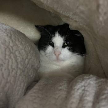 Rhea -  Domestic Short Hair Cat for Adoption in Chicago, Illinois - Rhea | PetCurious