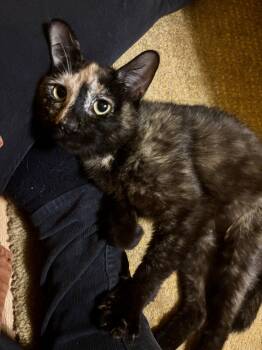 Domestic Short Hair Cats Available for Adoption in Newport, Kentucky - Daza Star | PetCurious