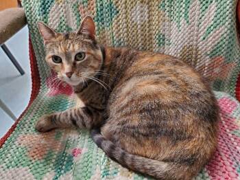 Lucky Lou -  Domestic Short Hair Cat Available for Adoption in Philippi, West Virginia - Lucky Lou | PetCurious