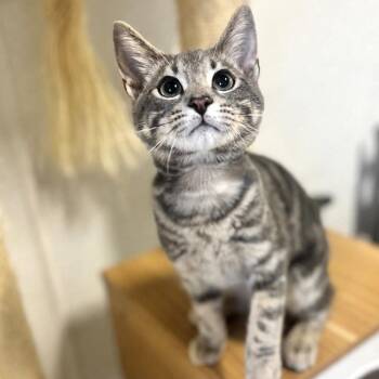 Rococo -  Domestic Short Hair Cat for Adoption in Brownsboro, Alabama - Rococo | PetCurious