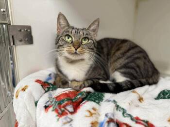 Domestic Short Hair Cats Available for Adoption in Cromwell, Kentucky - Twinkle Toes | PetCurious