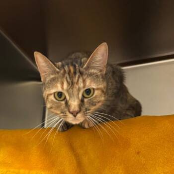 Karie -  Domestic Short Hair Cat for Adoption in Charlottesville, Virginia - Karie | PetCurious