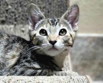 Hattie -  Domestic Short Hair Cat for Adoption in Green Valley, Arizona - Hattie | PetCurious