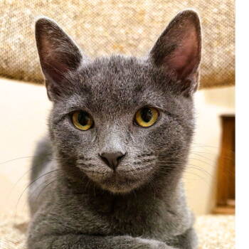 Rescue Domestic Short Hair Cats for Adoption in Laramie, Wyoming - Clem | PetCurious