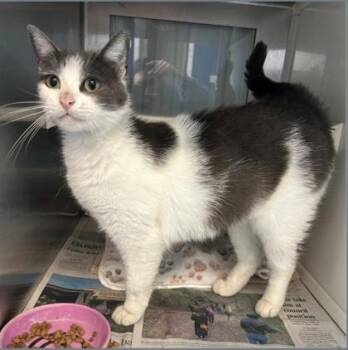 Domestic Short Hair Cats Available for Adoption in Fort Worth, Texas - Spud | PetCurious