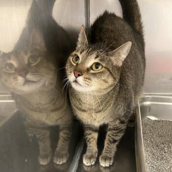 Miss Kitty -  Domestic Short Hair Cat for Adoption in Monroe, Louisiana - Miss Kitty | PetCurious